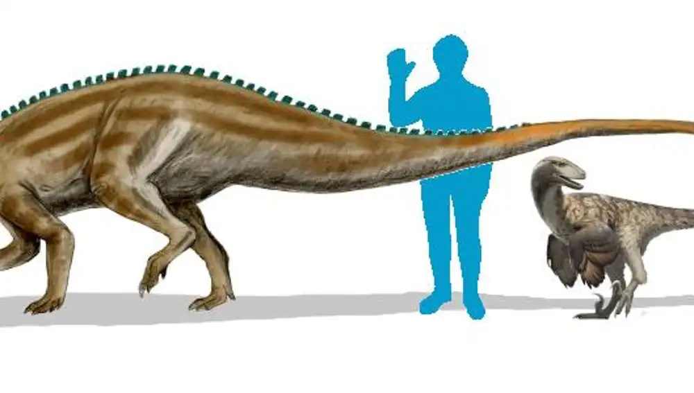 Ilustración del tamaño de Deinonychus (derecha) respecto a un humano moderno y respecto a su presa habitual, Tenontosaurus (izquierda).