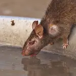 Una rata bebiendo de una fuente