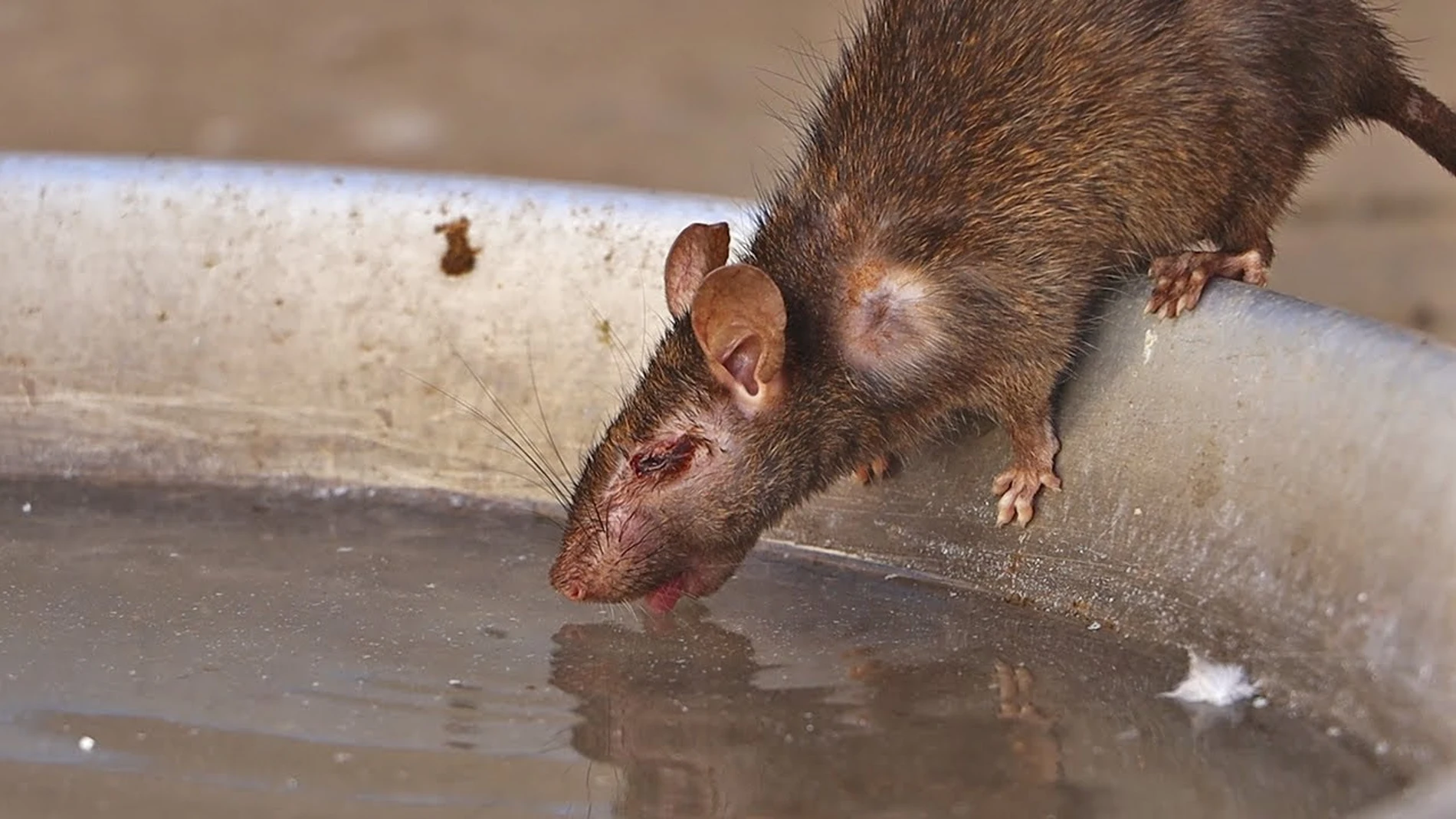 Una rata bebiendo de una fuente