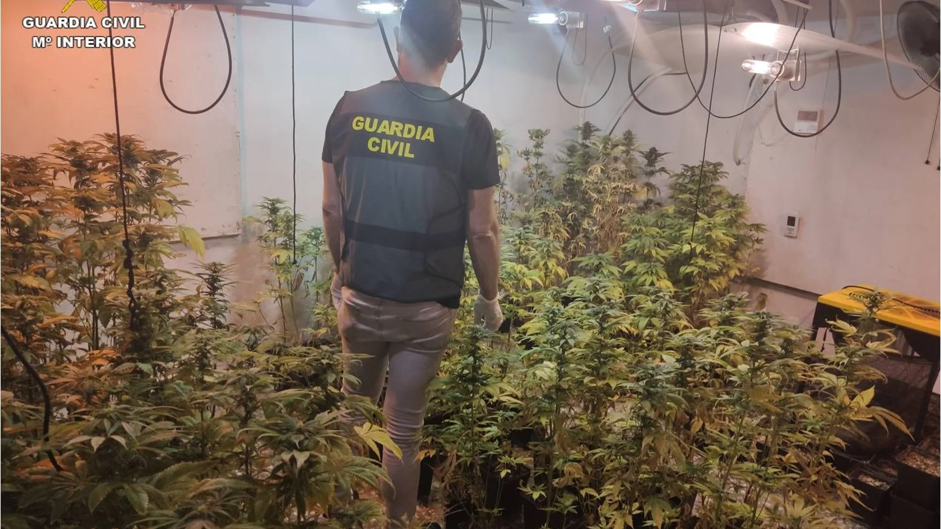 Un agente inspecciona una plantación de marihuana en la parte inferior de una piscina, en una vivienda rural en Hondon de los Frailes.