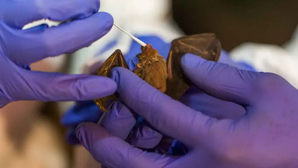 The Smithsonian Institution carries out bat sampling in Myanmar and Kenya, allowing them to discover 6 new coronaviruses.