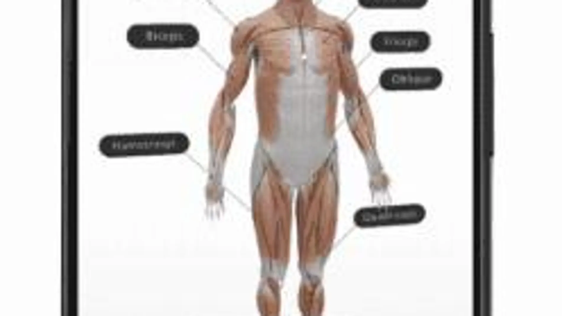 Anatomía humana en la realidad aumentada (AR) de Google