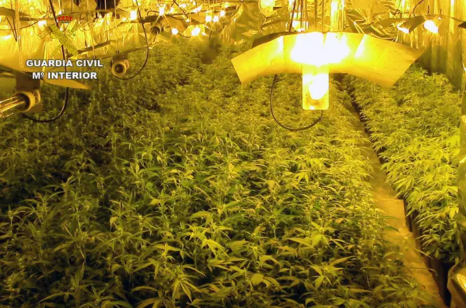 Dos mil plantas de marihuana en dos casas de Molina de Segura