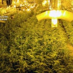 Imagen de una de las plantaciones de marihuana