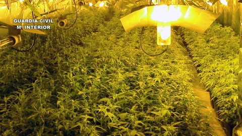 Imagen de una de las plantaciones de marihuana