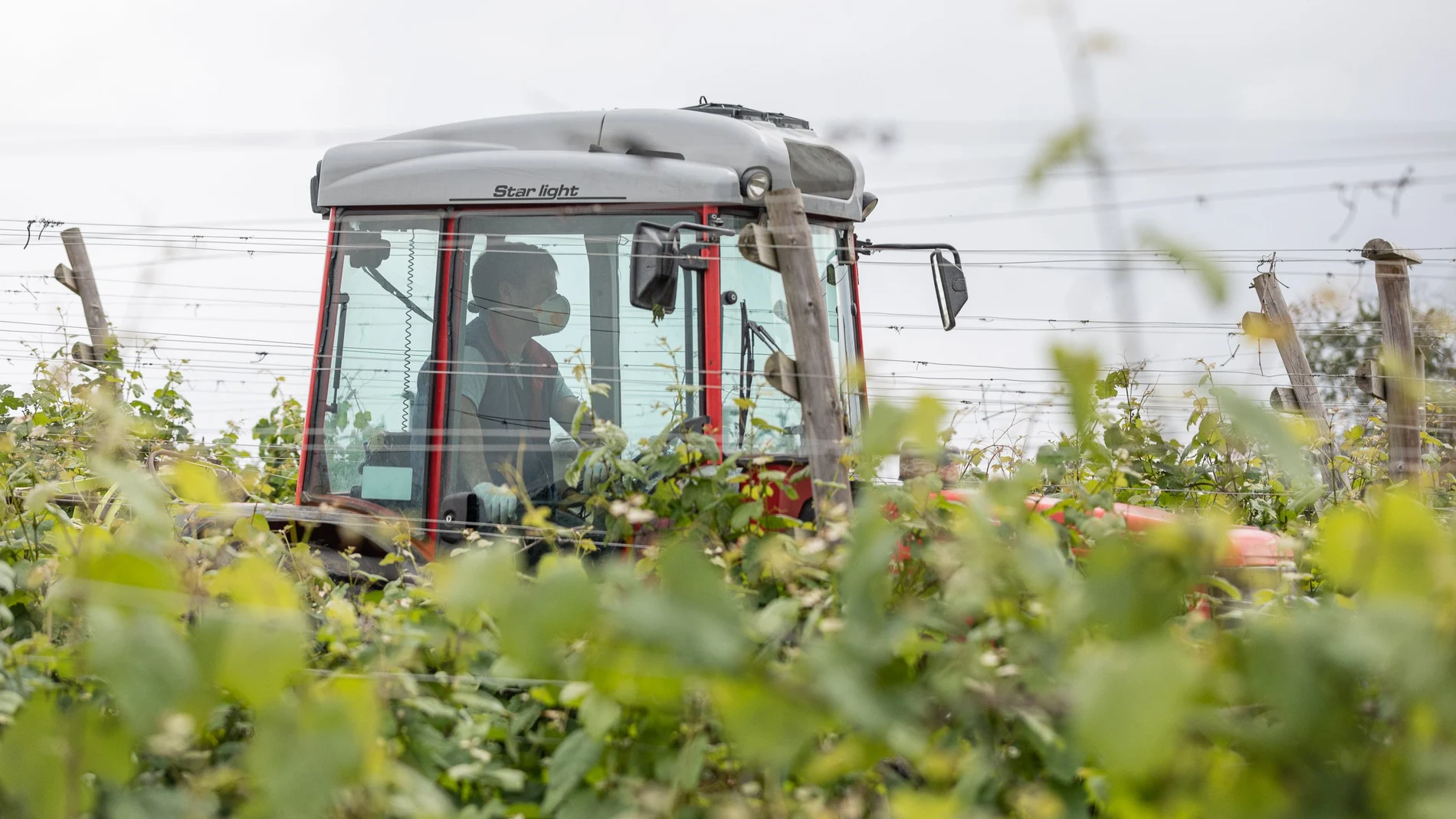 Un operario trabaja esta semana en unos viñedos en Vizcaya