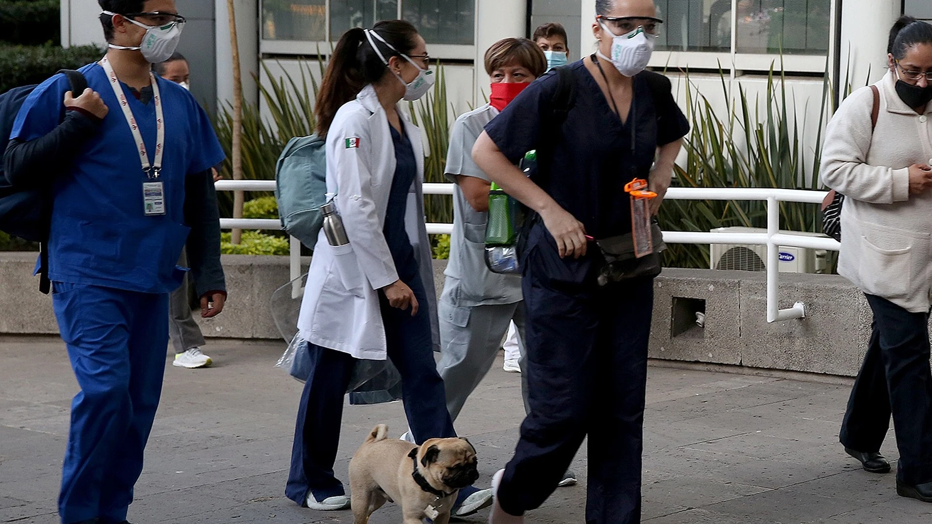 Un perro ayuda a aliviar el estrés en personal de salud de hospital mexicano