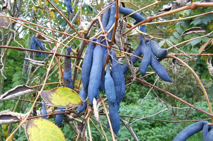 ¿A qué sabe una de las pocas frutas azules comestibles del mundo?