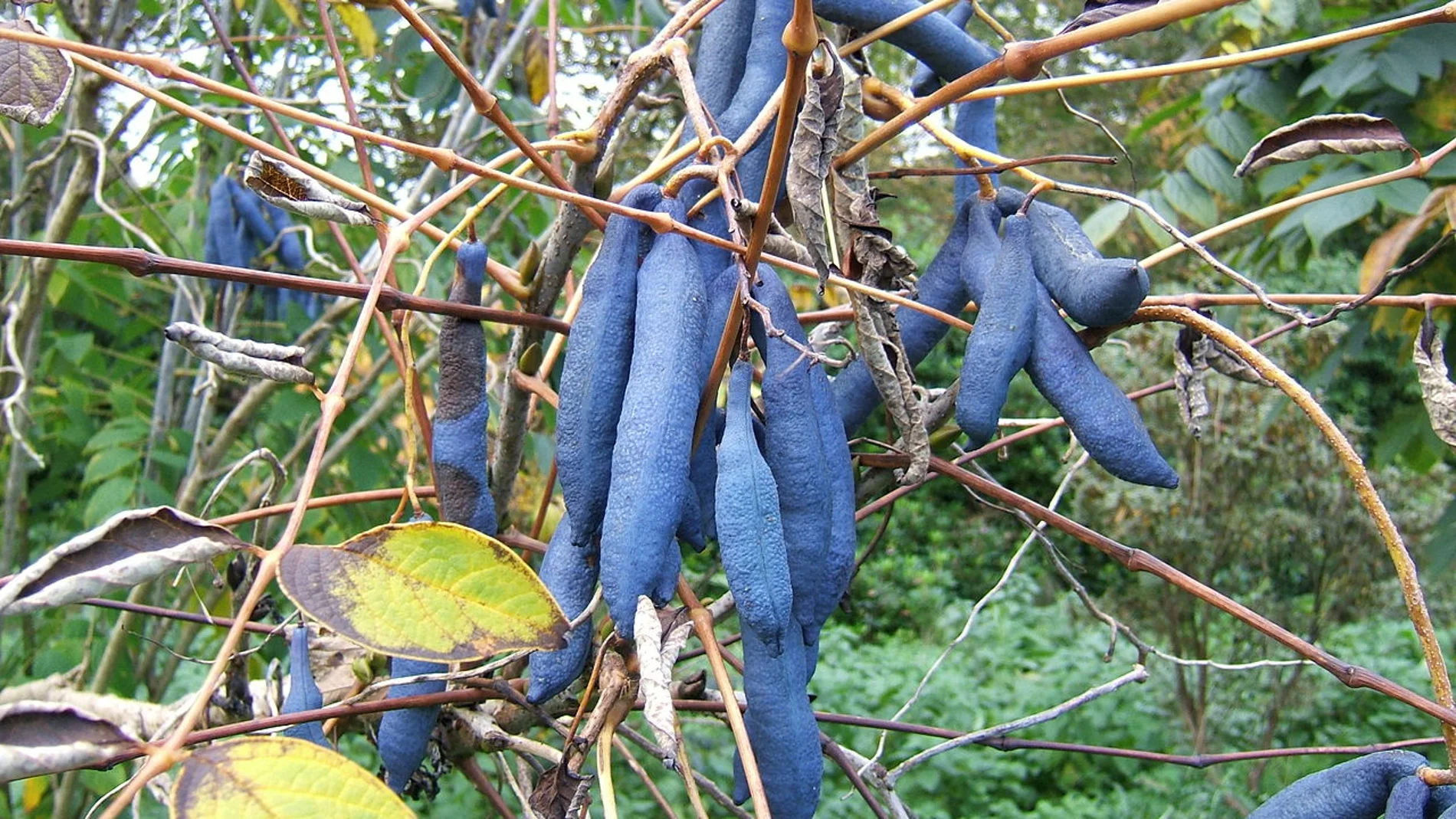 Los frutos azules de la Decaisnea fargesii, también llamados «dedos de muerto».