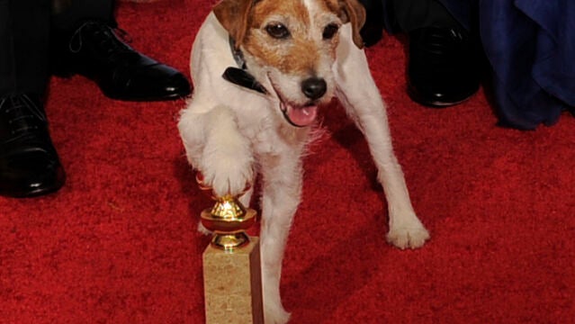 Uggie, durante la entrega de los Globos de Oro en 2012
