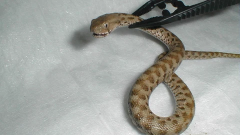 Imagen de archivo de una serpiente