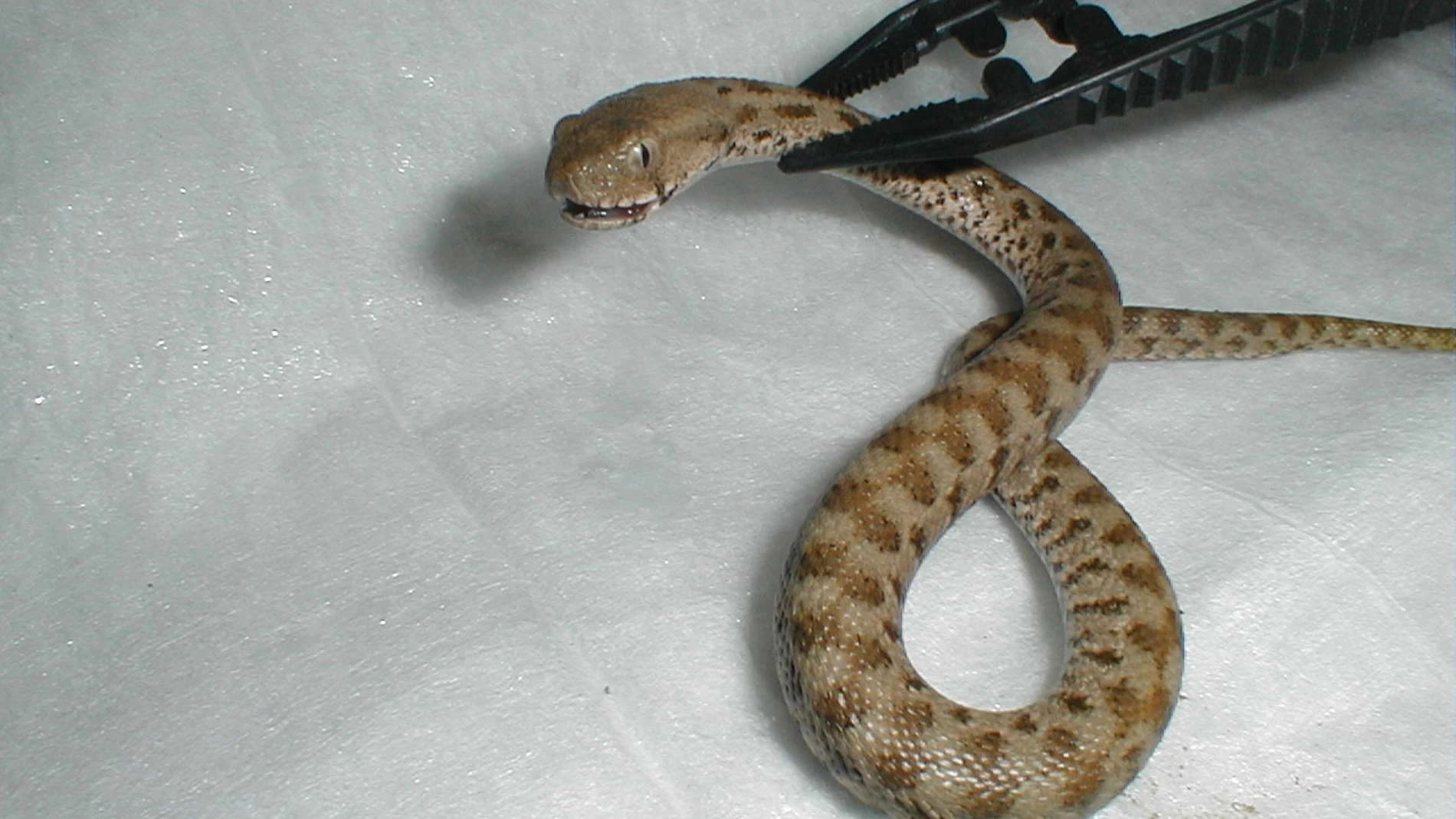 Anulan una sanción de 2.000 euros a una constructora balear por la picadura de una serpiente venenosa a un trabajador