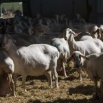 Ovejas recién esquiladas en la cooperativa "La Manchada"