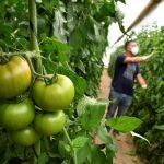 Los agricultores de Almería han perdido 4.000 hectáreas de cultivo de tomate por e bajo precio del producto marroquí