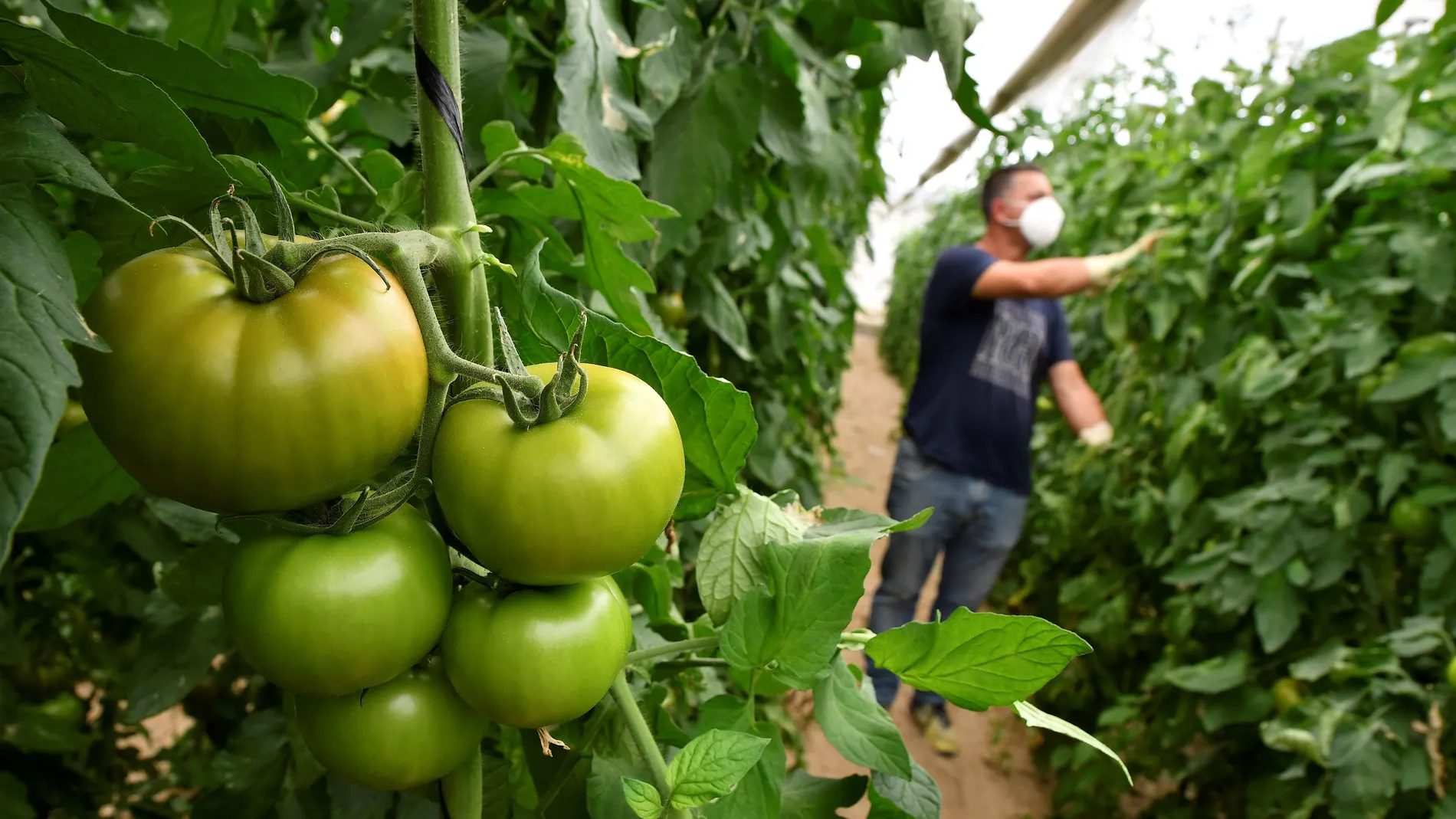Guerra de insectos para un tomate más ecológico y saludable