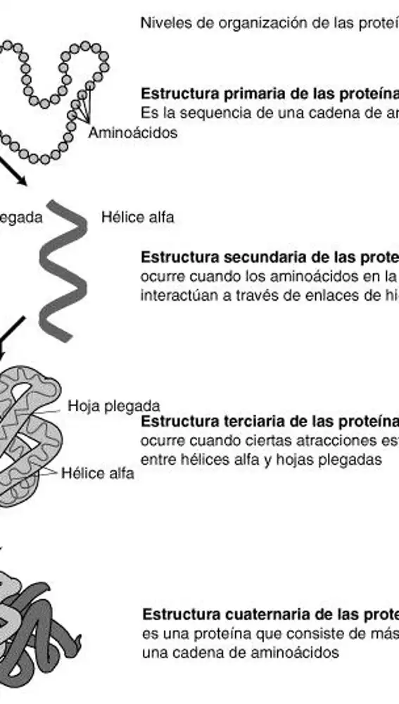 Los distintos niveles de estructuración proteicos.
