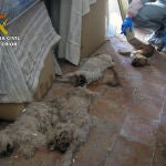 Los agentes han aprehendido cerca de un centenar de animales que se encontraban en pésimas condiciones higiénico-sanitarias