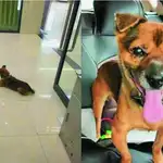 Este perro mestizo de siete años ha pasado tres meses acudiendo a un hospital de Wuhan esperando a su dueño