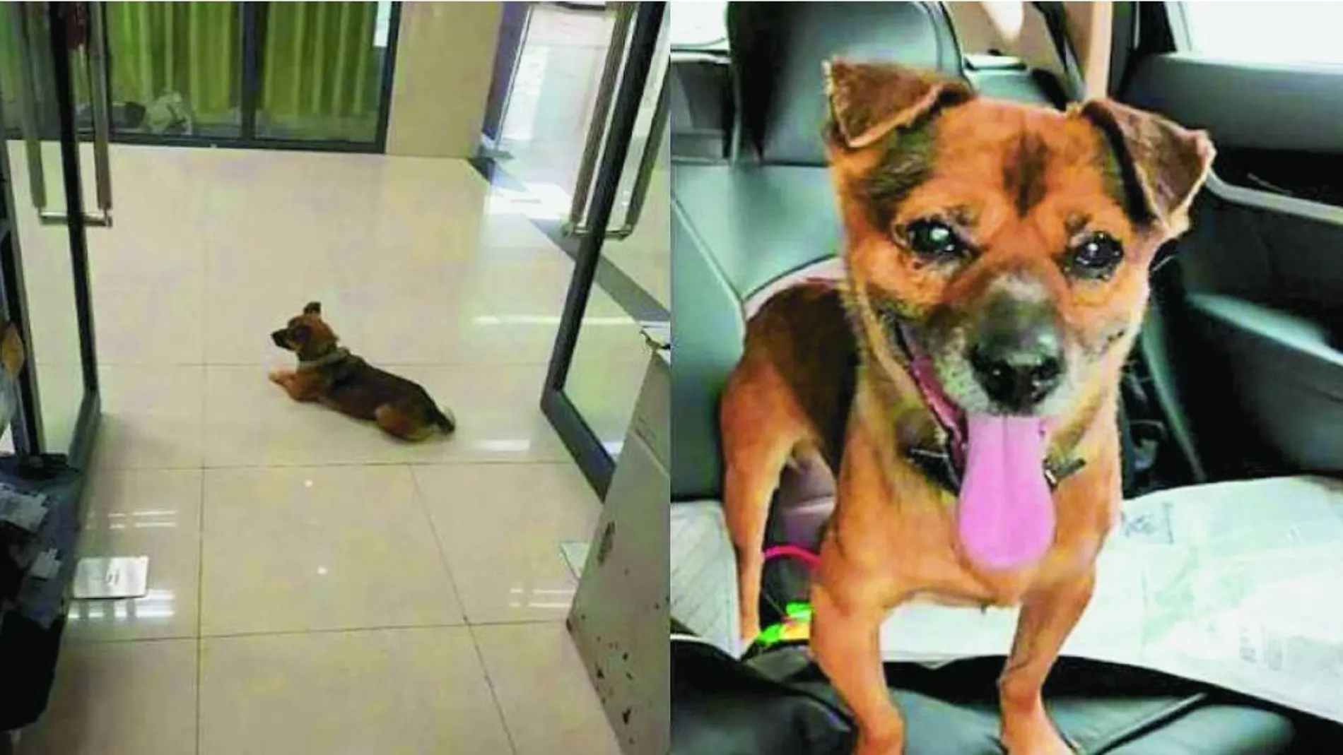 Este perro mestizo de siete años ha pasado tres meses acudiendo a un hospital de Wuhan esperando a su dueño