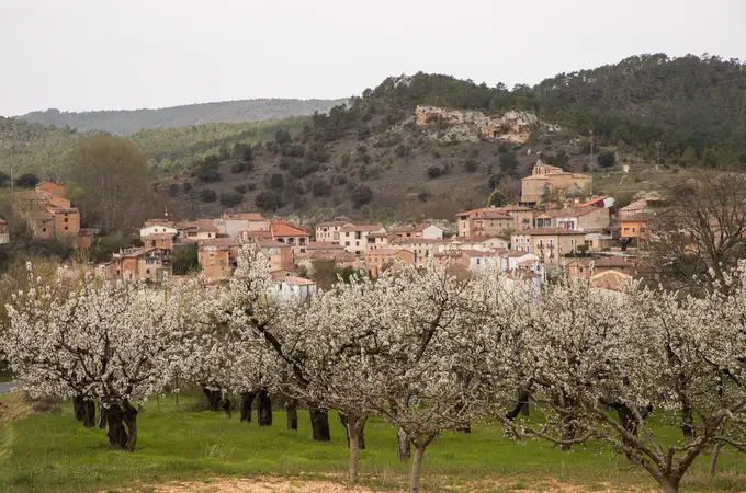 El manto blanco de cerezos que sorprende al norte de España