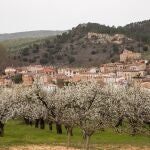 Floración de los cerezos en el valle de las Caderechas, en Burgos