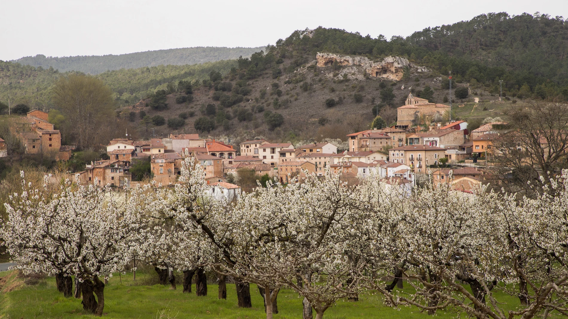 Floración de los cerezos en el valle de las Caderechas, en Burgos