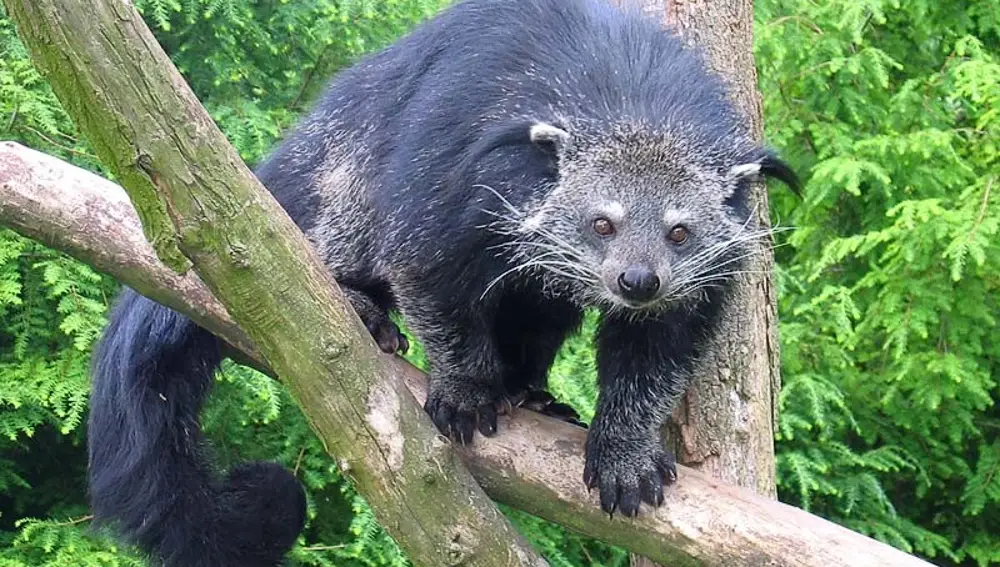 Binturong (Arctictis binturong)