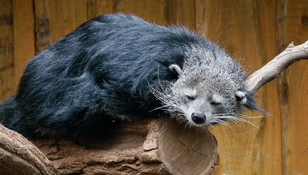 Binturong (Arctictis binturong)