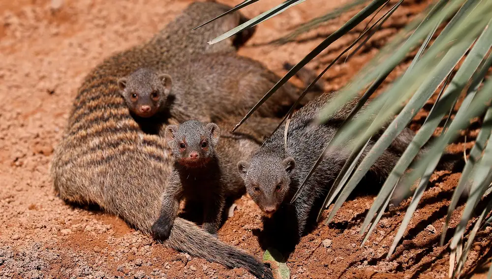 Varias crías de Mangosta rayada observan al fotógrafo, este martes en el Bioparc de Valencia