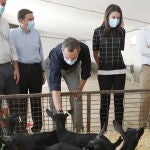 Don Felipe y Doña Letizia durante su visita a una explotación ganadera en San Martín de la Vega