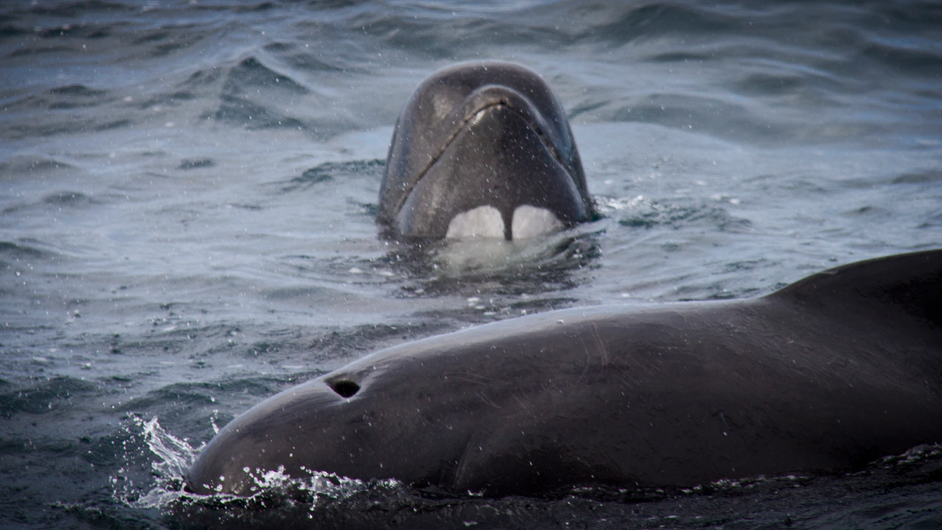 Imagen de un delfín tomada para «Piratas Ecológicos: la historia del capitán Watson», documental que emite Discovery Channel en colaboración con Vodafone TV