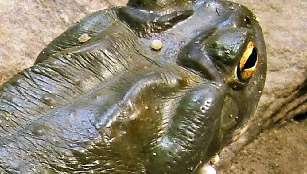 Bufo alvarius de espaldas, mostrando su maravillosa glándula parotoidea.