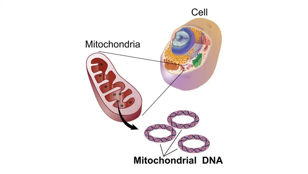Representación del ADN mitocondrial.
