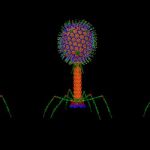 Modelos de virus bacteriófagos. A la izquierda al natural, en el centro con antígenos del VIH-1 adheridos a su cápside y a la derecha antígeno de la peste.