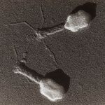 Imagen real de dos bacteriófagos