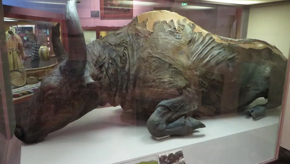 Cadaver de un bisonte estepario muerto hace 36.000 años, ahora exhibido en el museo de la Universidad de Alaska.