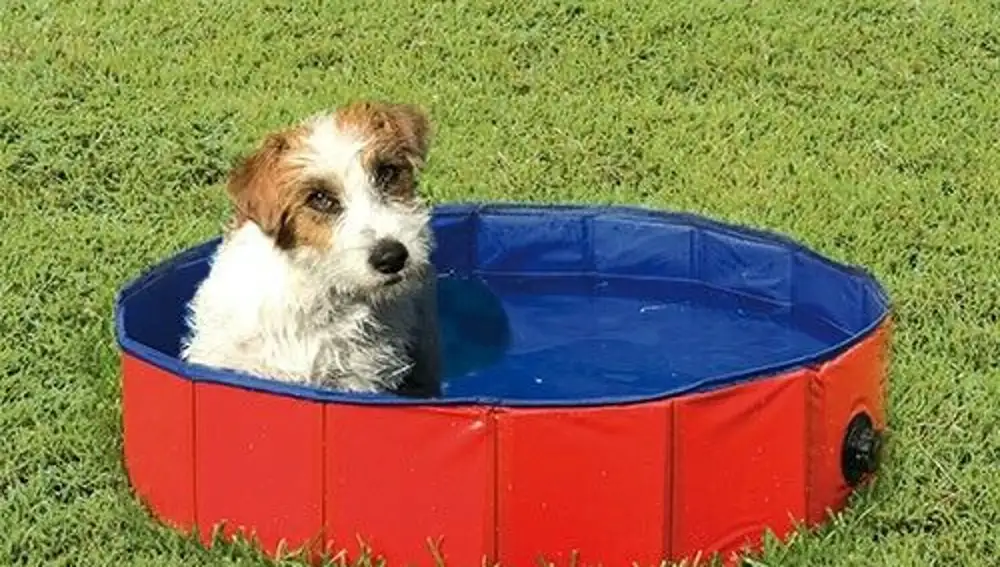Los perros pueden sofocar su calor de diferentes formas, como metiéndose al agua o rascando la tierra para tumbarse
