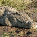 Cocodrilo del Nilo en el Lago Chamo, Etiopía.