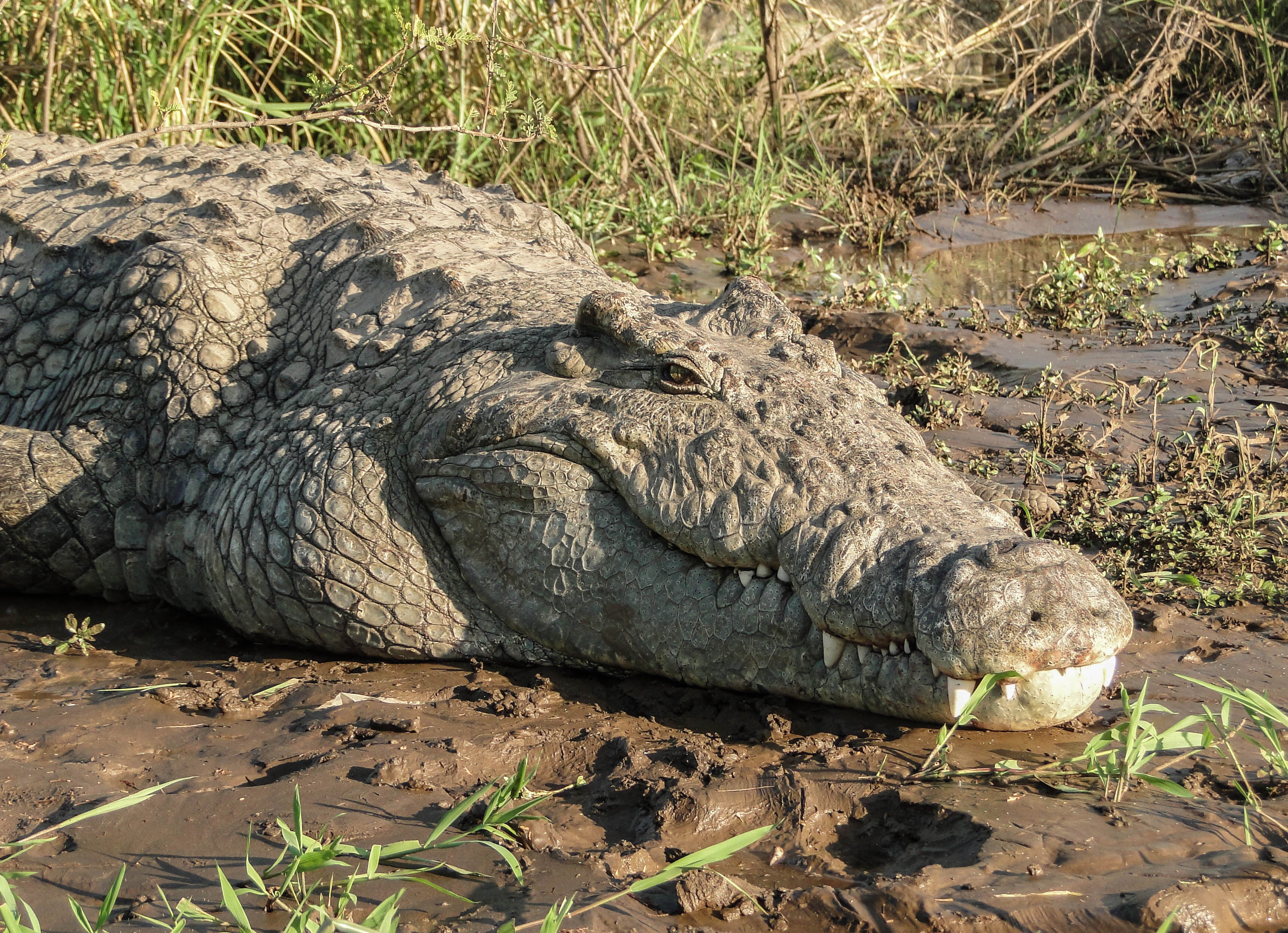 nutria gigante vs cocodrilo