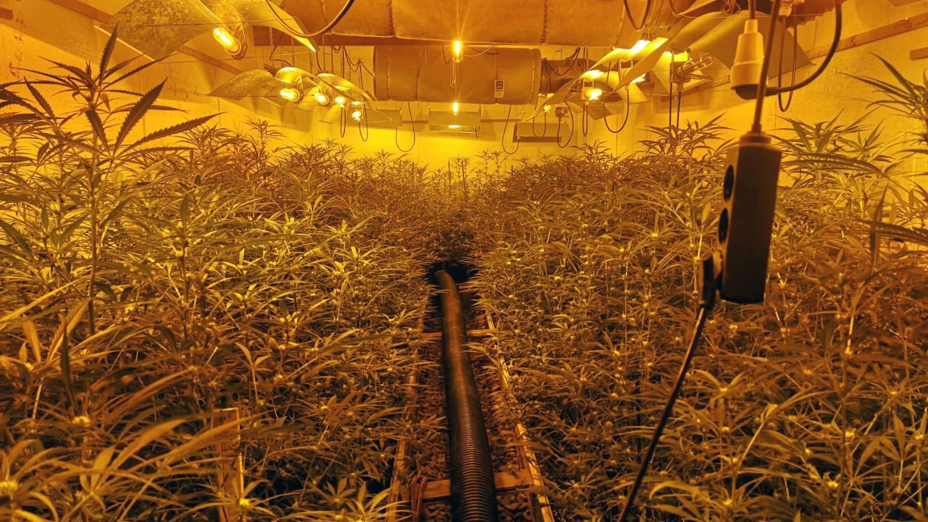 Sucesos.- Desarticulada una banda que cultivaba marihuana en la provincia de Tarragona