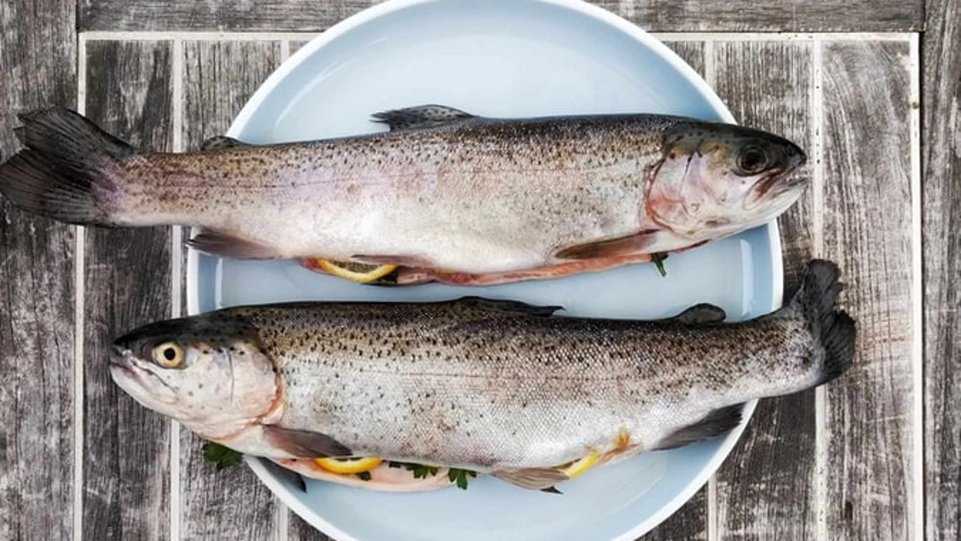 El pescado congelado puede ser tan bueno como el fresco e incluso mejor –  Comercial Santy