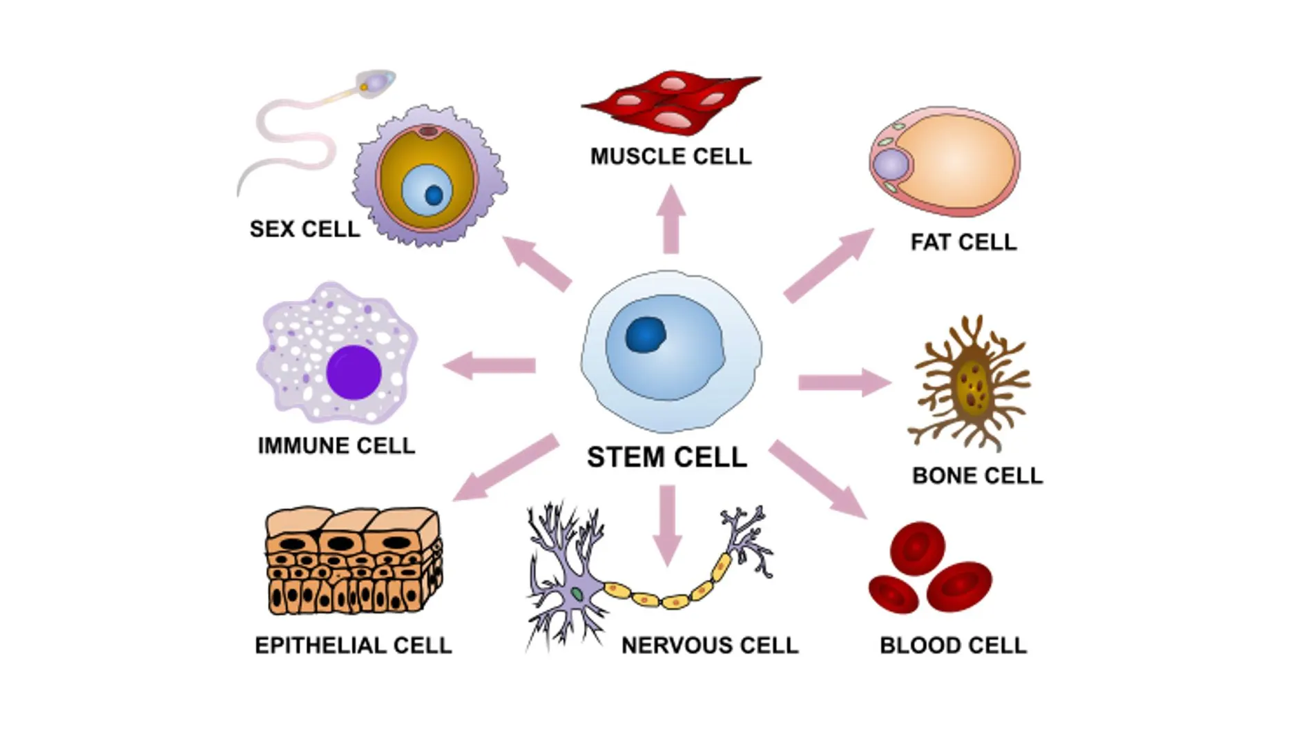 Ejemplos de diferenciación desde una célula madre.
