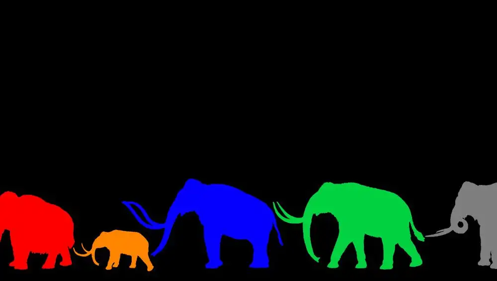 Comparativa del tamaño de cuatro especies de mamuts: M. primigenius (3,4 m), M. exilis (1,8 m), M. columbi (4 m), M. trogontherii (4 m), and M. meridionalis (4 m)