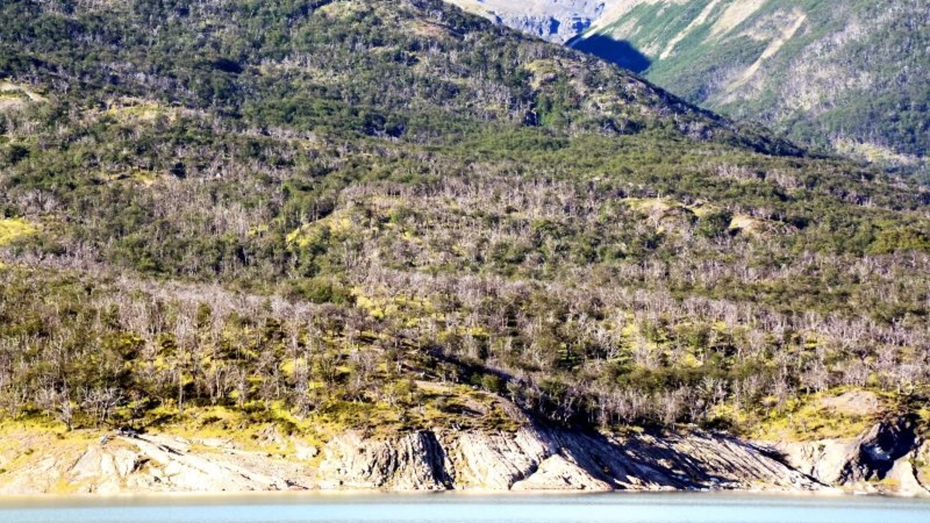 Almería.-Investigadores demuestran que los árboles que superaron sequías aminoran su riesgo de mortalidad en las futuras