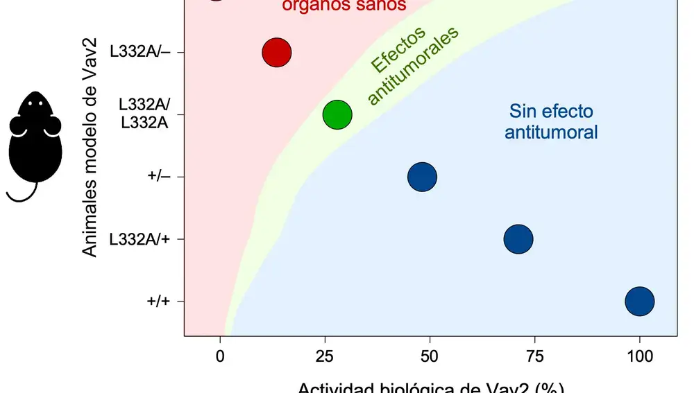 Estudio desarrollado por investigadores del Centro del Cáncer de Salamanca