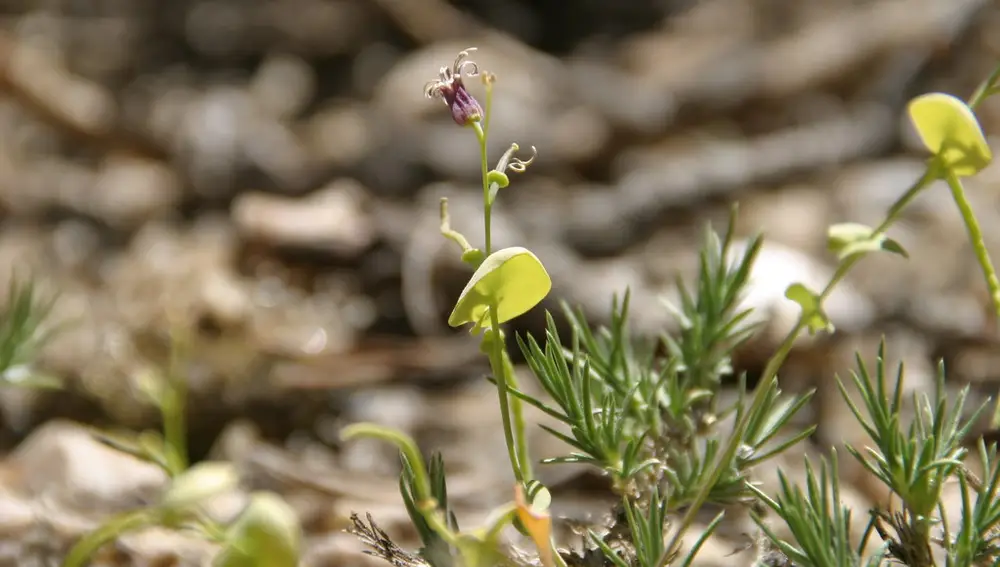 Streptanthus tortuosus, una planta del mismo género que la hiperacumuladora Streptanthus polygaloides.