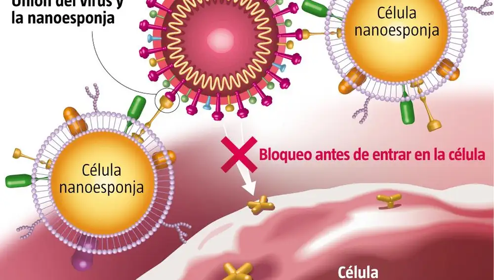Nanoesponjas contra coronavirus