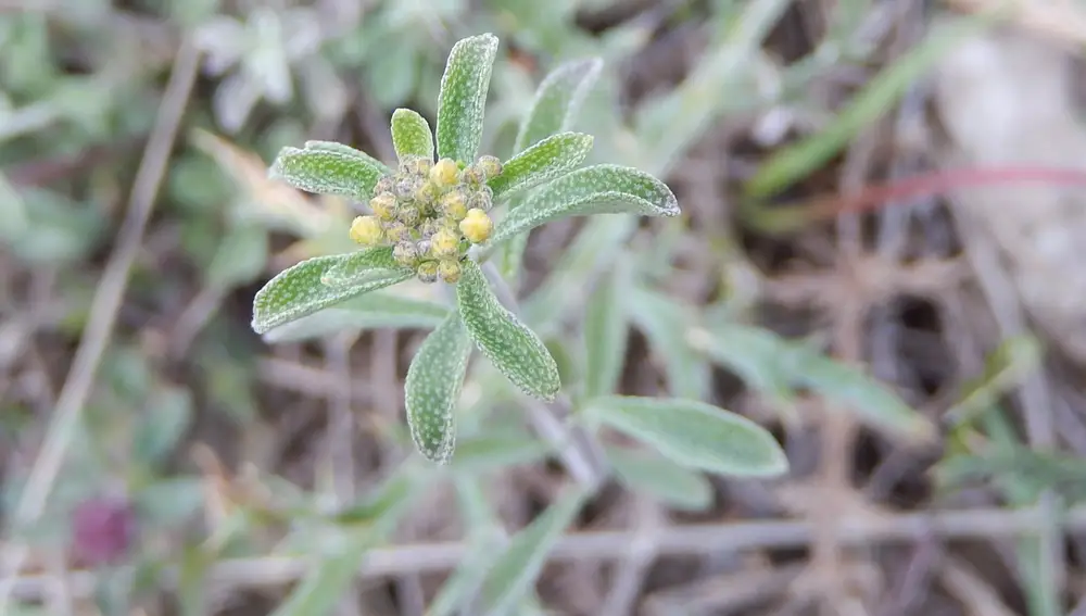 Alyssum bertolonii, una planta que puede bioacumular grandes cantidades de níquel en su organismo.