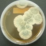 Cultivo de Penicillium notatum, el hongo que secreta la penicilina