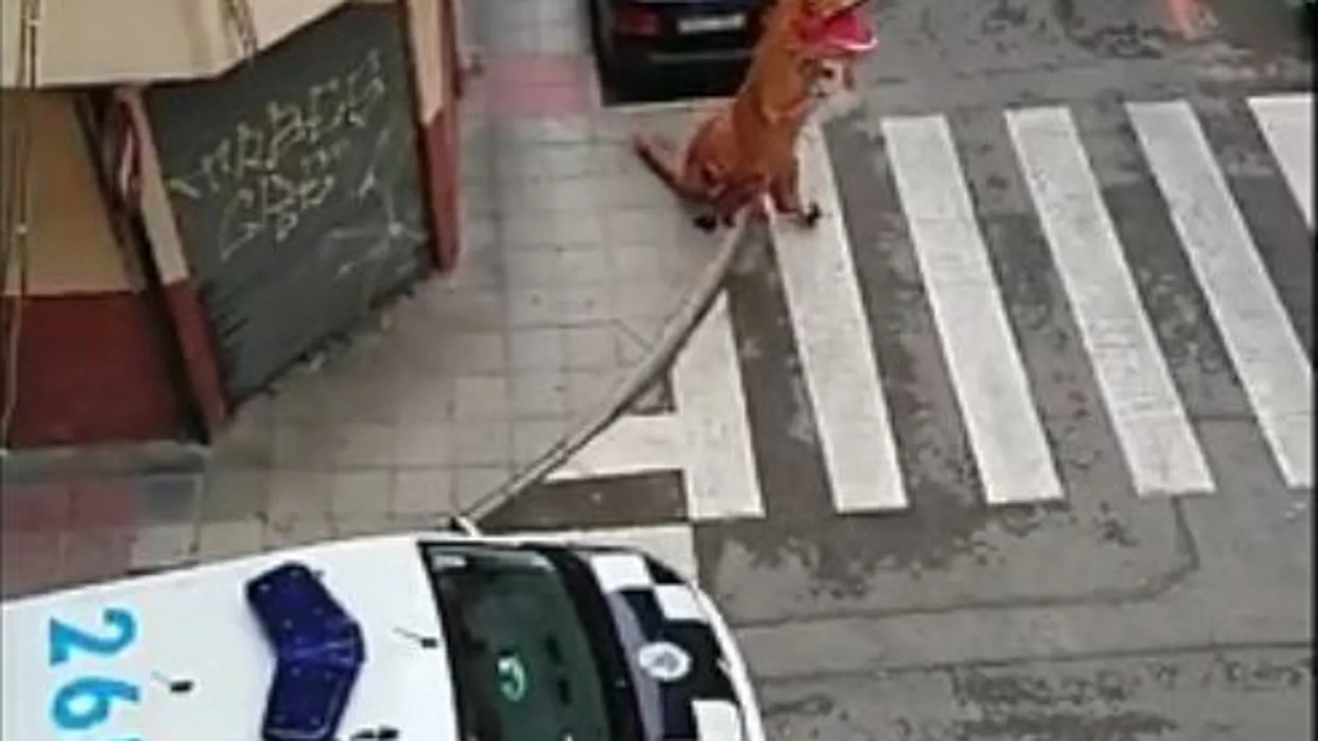 Un «dinosaurio» recorrió Murcia